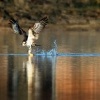 Orlovec ricni - Pandion haliaetus - Osprey 5137
